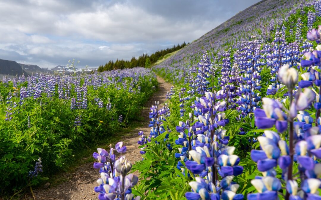 Zugfahrt durch das Flåmsbana-Tal