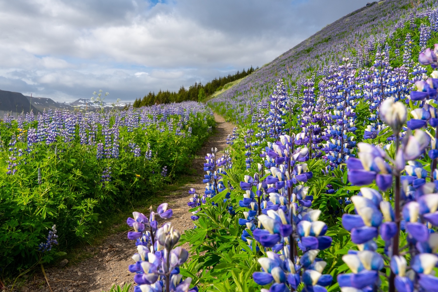 Zugfahrt durch das Flåmsbana-Tal